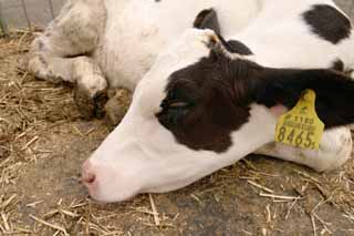 photo,material,free,landscape,picture,stock photo,Creative Commons,Newborn calf, calf, sleep, , 