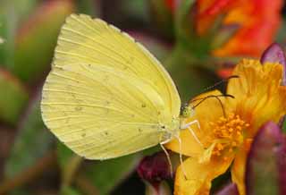 photo,material,free,landscape,picture,stock photo,Creative Commons,Sulfur butterfly, butterfly, butterfly, butterfly, yellow