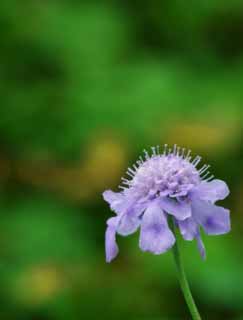 photo, la matire, libre, amnage, dcrivez, photo de la rserve,Sensation d'une fleur bleutre-pourpre, bleutre-pourpre, Hakone, , 