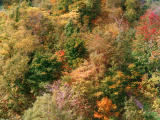 Foto, materieel, vrij, landschap, schilderstuk, bevoorraden foto,Wereldzee van de herfst loof, , , , 