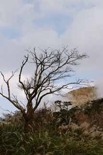 Foto, materieel, vrij, landschap, schilderstuk, bevoorraden foto,Dode boom in Ohwakudani, Hakone, Vulkaan, Aardwarmte, Berg