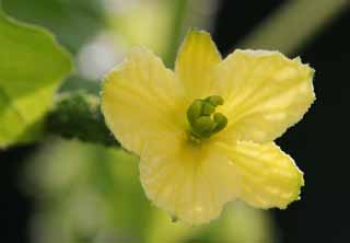 photo,material,free,landscape,picture,stock photo,Creative Commons,Better gourd flower, bitter gourd, bitter gourd, bitter gourd, female flower