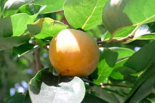 photo,material,free,landscape,picture,stock photo,Creative Commons,Persimmon fruit, persimmon, fruit, , tree