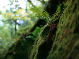 photo,material,free,landscape,picture,stock photo,Creative Commons,Fern and moss, , , , 