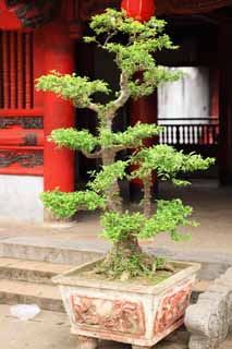 photo,material,free,landscape,picture,stock photo,Creative Commons,Temple of Literature bonsai, , , , 