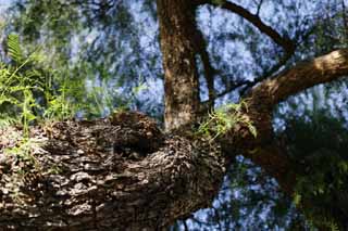 photo, la matire, libre, amnage, dcrivez, photo de la rserve,Souffle de bourgeonne, aboiement, vert, jeune bourgeon, peau d'arbre