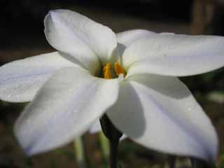 photo,material,free,landscape,picture,stock photo,Creative Commons,White flower, white, pollen, blue, close-up