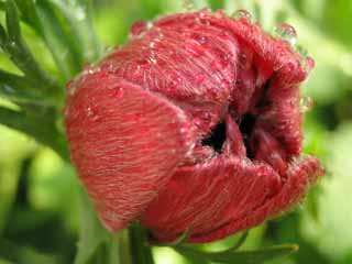 Foto, materiell, befreit, Landschaft, Bild, hat Foto auf Lager,Frhling einer Anemone, rot, Anemone, Knospe, Nahaufnahme