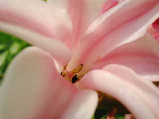 photo,material,free,landscape,picture,stock photo,Creative Commons,Hyacinth, pink, pollen, white, close-up