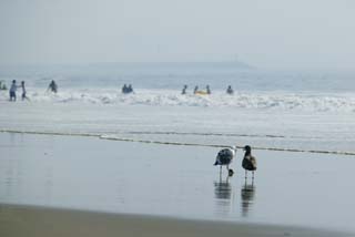 photo,material,free,landscape,picture,stock photo,Creative Commons,Talks over clams, seagull, seagull, seagull, sandy shore