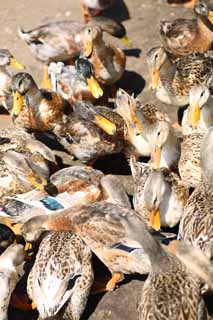 photo,material,free,landscape,picture,stock photo,Creative Commons,Feeding of duck, , , , 