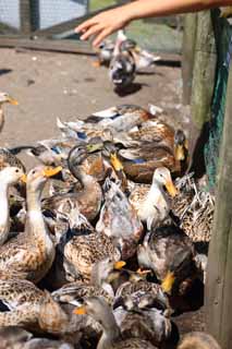 photo,material,free,landscape,picture,stock photo,Creative Commons,Feeding of duck, , , , 