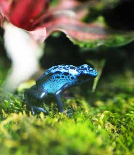 photo,material,free,landscape,picture,stock photo,Creative Commons,Blue poison dart frog, , , , 