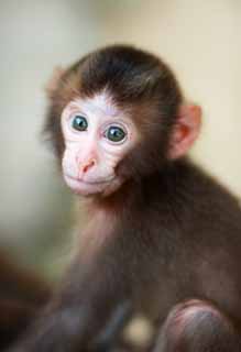 Foto, materiell, befreit, Landschaft, Bild, hat Foto auf Lager,Baby der Japanischen monkey, , , , 