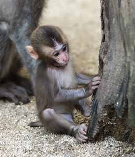 photo,material,free,landscape,picture,stock photo,Creative Commons,Baby of the Japanese monkey, , , , 