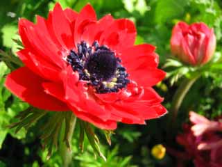 fotografia, materiale, libero il panorama, dipinga, fotografia di scorta,Rosso di un anemone, rosso, polline, stame, pistillo