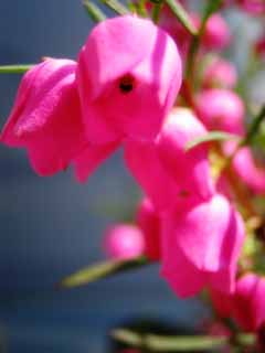 photo,material,free,landscape,picture,stock photo,Creative Commons,Pink flower, pink, petal, petal, close-up