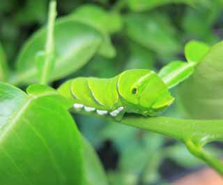 fotografia, material, livra, ajardine, imagine, proveja fotografia,A larva, , , , 