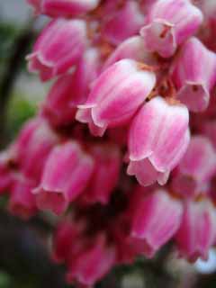 photo,material,free,landscape,picture,stock photo,Creative Commons,Small flowers going pink, pink, petal, petal, close-up