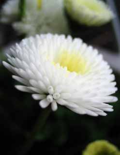 photo,material,free,landscape,picture,stock photo,Creative Commons,Cosmos of a daisy, white, petal, petal, close-up