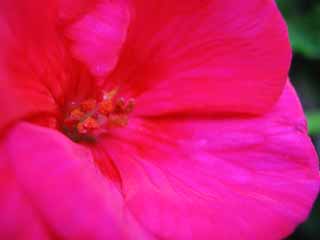 photo,material,free,landscape,picture,stock photo,Creative Commons,Pollen of geranium, pink, petal, petal, close-up