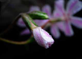 photo,material,free,landscape,picture,stock photo,Creative Commons,Unspoken thought, pink, petal, bud, waterdrop