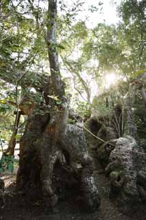 Foto, materiell, befreit, Landschaft, Bild, hat Foto auf Lager,Ise Jingu Geku Kiyomori Kusunoki, , , , 