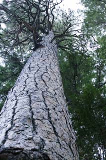 photo,material,free,landscape,picture,stock photo,Creative Commons,Pineapple, The bark, trunk, branch, conifer