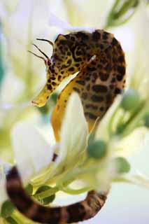 Foto, materiell, befreit, Landschaft, Bild, hat Foto auf Lager,Sea Horse, , , , 