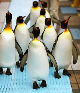 photo, la matire, libre, amnage, dcrivez, photo de la rserve,Configuration pour le pingouin, , , , 