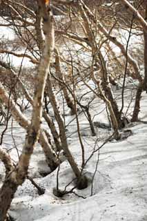 fotografia, materiale, libero il panorama, dipinga, fotografia di scorta,Sopportando la neve, , , , 