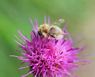 fotografia, material, livra, ajardine, imagine, proveja fotografia,Thistle para as abelhas, , , , 