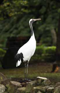 photo,material,free,landscape,picture,stock photo,Creative Commons,Red-crowned crane, , , , 