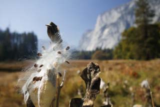 Foto, materiell, befreit, Landschaft, Bild, hat Foto auf Lager,Landschaft mit entlang, Watte, Frucht, grasbedeckte Ebene, Grass