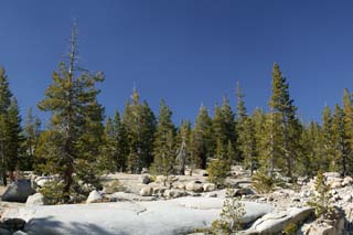 photo,material,free,landscape,picture,stock photo,Creative Commons,Iwagami's forest, tree, Granite, forest, stone