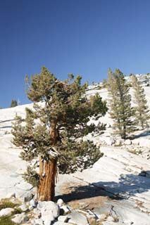 photo,material,free,landscape,picture,stock photo,Creative Commons,Iwagami's trees, conifer, Granite, forest, stone