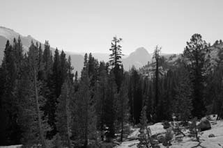 Foto, materieel, vrij, landschap, schilderstuk, bevoorraden foto,Rug Half Dome, Boom, Granieten, Woud, Stenig