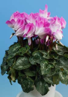 photo,material,free,landscape,picture,stock photo,Creative Commons,Pink cyclamen, cyclamen, petal, leaf, potted plant