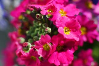 photo,material,free,landscape,picture,stock photo,Creative Commons,Pink small flower, Pink, petal, bud, potted plant