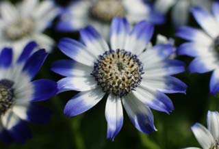 fotografia, material, livra, ajardine, imagine, proveja fotografia,Cinerria azul, cinerria, Azul, planta ndigo, planta em vaso