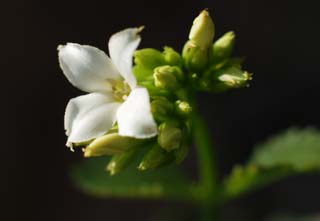 Foto, materieel, vrij, landschap, schilderstuk, bevoorraden foto,Wit kalanchoe, Kalanchoe, Blanke, Knop, Potplant