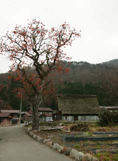 photo, la matire, libre, amnage, dcrivez, photo de la rserve,Le pays de.. naissance donnante. de persimmon, Architecture avec ridgepole principal, Couvrir de chaume, persimmon, dcor rural