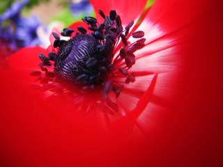 fotografia, materiale, libero il panorama, dipinga, fotografia di scorta,Rosso di anemone, Rosso, petalo, gemma, Polline