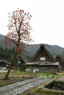 photo, la matire, libre, amnage, dcrivez, photo de la rserve,Arbre et maison du soldat de persimmon, Architecture avec ridgepole principal, Couvrir de chaume, maison prive, Persimmon japonais