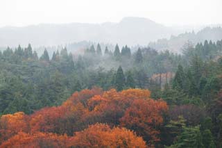 photo, la matire, libre, amnage, dcrivez, photo de la rserve,Fort dans Asaka, rable, Feuilles colores, arbre, La fort