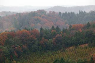 fotografia, materiale, libero il panorama, dipinga, fotografia di scorta,Foresta in Asaka, Acero, Foglie colorate, albero, La foresta