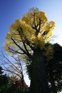 photo,material,free,landscape,picture,stock photo,Creative Commons,Autumn of maidenhair tree, Colored leaves, ginkgo, Fallen leaves, ginkgo