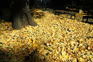 photo,material,free,landscape,picture,stock photo,Creative Commons,Dance of fallen leaf, The ground, ginkgo, Fallen leaves, ginkgo