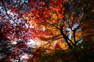 Foto, materieel, vrij, landschap, schilderstuk, bevoorraden foto,Aankomende herfst, Kleurig verloven, Ahorn, Gevallene verloven, Rood