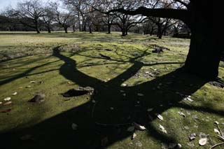 photo,material,free,landscape,picture,stock photo,Creative Commons,Silhouette of Hadacaki, The ground, branch, Fallen leaves, Moss